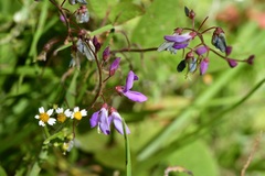 Desmodium pringlei