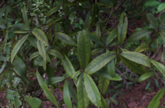 Quercus pumila