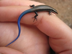 Plestiodon callicephalus