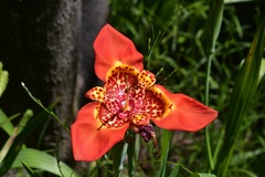 Tigridia pavonia