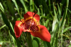 Tigridia pavonia