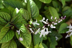 Plectranthus verticillatus