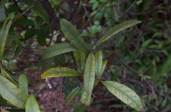 Quercus pumila