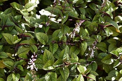 Plectranthus verticillatus