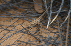 Ctenophorus spinodomus