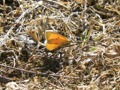 Colias lesbia