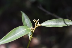 Litsea glaucescens