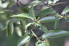Litsea glaucescens