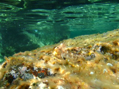 Microlipophrys canevae