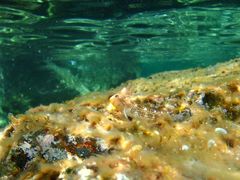 Microlipophrys canevae