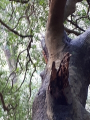 Maytenus acuminata