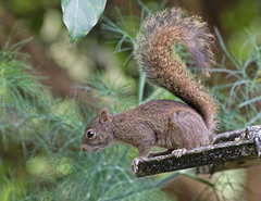 Sciurus aestuans