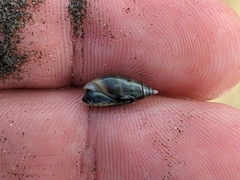 Olivella semistriata