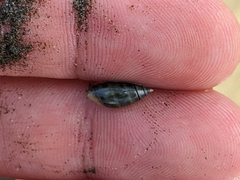 Olivella semistriata