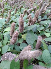 Uraria lagopodioides