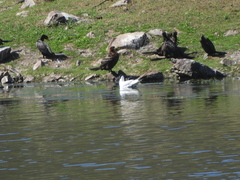 Chroicocephalus serranus