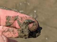 Olivella semistriata