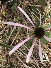 Echinacea sanguinea