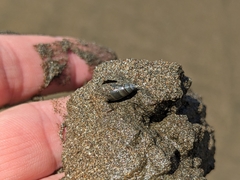 Olivella semistriata