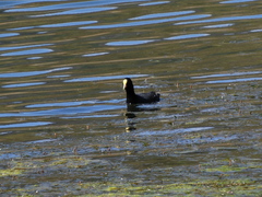 Fulica leucoptera