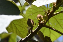 Chiranthodendron pentadactylon