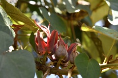 Chiranthodendron pentadactylon