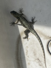 Sceloporus