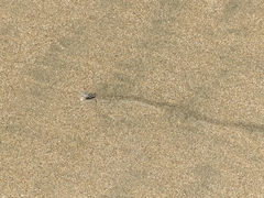 Olivella semistriata