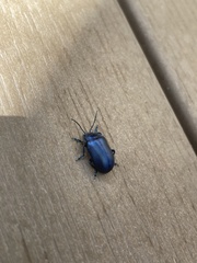 Chrysolinina