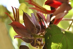 Chiranthodendron pentadactylon