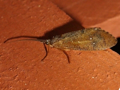 Ptilostomis
