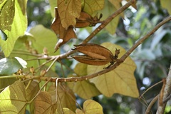 Chiranthodendron pentadactylon