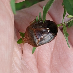 Ascra bifida