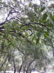 Maytenus acuminata