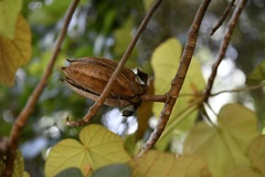 Chiranthodendron pentadactylon