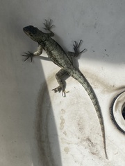 Sceloporus