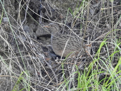 Nothoprocta pentlandii