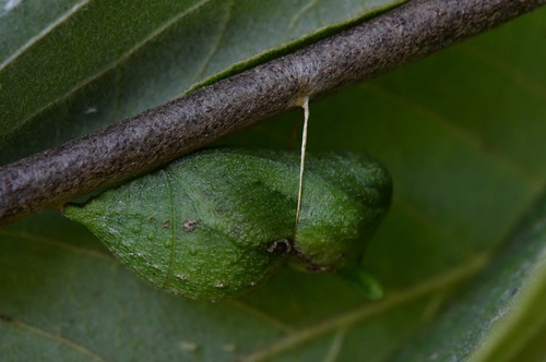white-crescent swallowtail