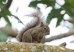 Sciurus aestuans