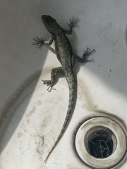 Sceloporus