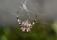 Neoscona orizabensis