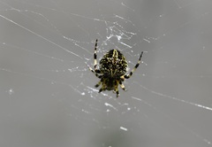 Neoscona orizabensis