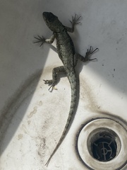 Sceloporus