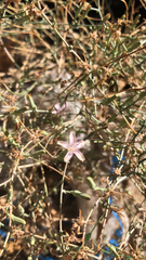 Stephanomeria pauciflora