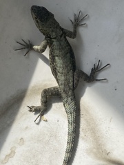 Sceloporus