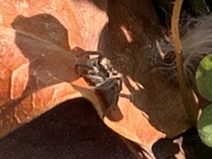 Habronattus pyrrithrix