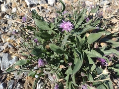 Centaurea