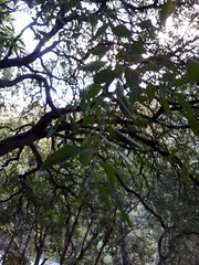 Maytenus acuminata