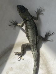 Sceloporus