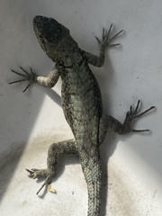 Sceloporus